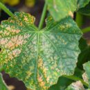 Почему желтеют листья огурцов: как бороться с болезнями и вредителями