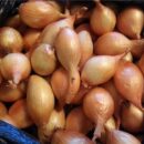 Как сохранить семена, чтобы они не гнили и не теряли всхожесть: проверенные методы