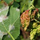 Дожди и давление: как обезопасить огород и сад от болезней