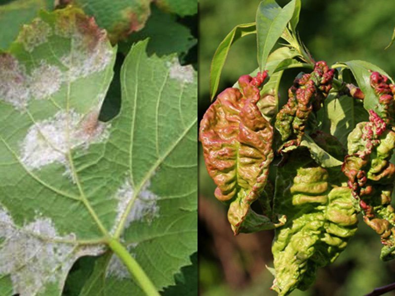 Дожди и давление: как обезопасить огород и сад от болезней