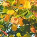 Осенние листья и здоровье: как использовать опавшие листья с пользой