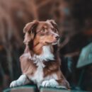 Как выбрать сухой корм для собаки: баланс качества и пользы